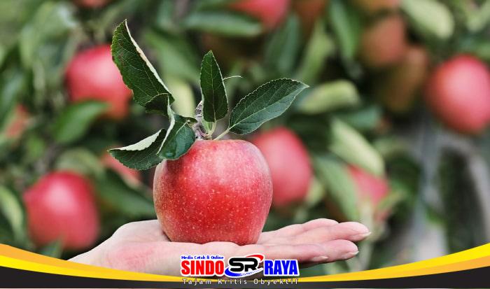 Banyak Manfaat Apel Hijau bagi Kesehatan yang perlu Anda ketahui