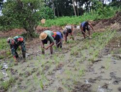 TNI Hadir di Tengah Masyarakat, Bantu Tingkatkan Kesejahteraan Petani