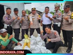 Panen Jagung Tahap 4 : Polres Pelabuhan Tanjung Perak Terus Dukung Ketahanan Pangan