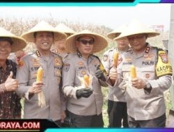 Kapolda Jawa Timur dan Forkopimda Panen Raya Jagung di Prambon Sidoarjo