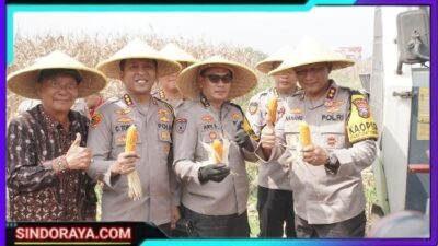 Kapolda Jawa Timur dan Forkopimda Panen Raya Jagung di Prambon Sidoarjo