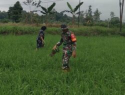 Dedikasi Babinsa HST, Tetap Bantu Petani Meski Berpuasa