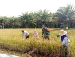 Pendampingan Kepada Petani Personel Kodim 1009/Tanah Laut Bantu Panen Padi Di Sawah Milik Bapak Gazali