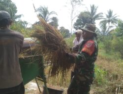 Panen Padi Meningkat, Petani Bersyukur Didampingi Babinsa di Bulan Ramadhan