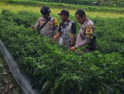 Bhabinkamtibmas mengecek ketahanan pangan tanaman lombok warga taman krocok