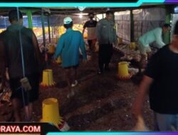 Bhabinkamtibmas Wates Pantau Hewan Ternak Untuk Dukung Ketahanan Pangan