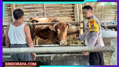 Polsek Lengkong Pantau Peternakan Warga, Antisipasi Penyakit PMK