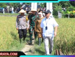 Dukung Ketahanan Pangan Kapolda Jatim Bersama Forkopimda Panen Raya Padi di Ngawi