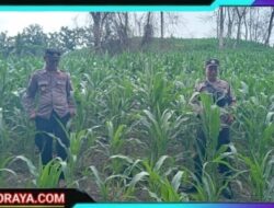 Polres Nganjuk Bersama Warga Tani Kembali Tanam Jagung Wujudkan Ketahanan Pangan Berkelanjutan