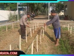 Gelorakan Swasembada Pangan, Polisi Tanam Cabe di Lahan Polsek Tamankrocok Bondowoso