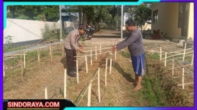 Gelorakan Swasembada Pangan, Polisi Tanam Cabe di Lahan Polsek Tamankrocok Bondowoso