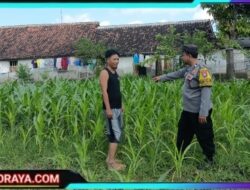 Bhabinkamtibmas Mancon Monitoring Lahan Jagung Warga Binaan