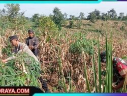 Bhabinkamtibmas Polres Pasuruan Jadi Motor Penggerak Ketahanan Pangan