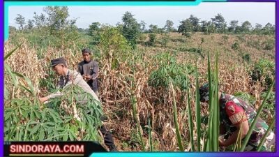 Bhabinkamtibmas Polres Pasuruan Jadi Motor Penggerak Ketahanan Pangan