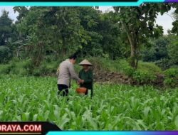 Dukung Ketahanan Pangan, Bhabinkamtibmas Polsek Lengkong Pantau Tanaman Jagung di Pekarangan Warga