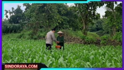 Dukung Ketahanan Pangan, Bhabinkamtibmas Polsek Lengkong Pantau Tanaman Jagung di Pekarangan Warga