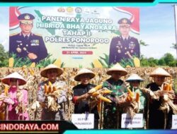 Petani di Ponorogo Puas Dengan Jagung Hibrida Bhayangkara, Panen Melimpah dan Tahan Penyakit