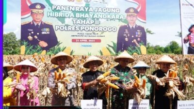 Petani di Ponorogo Puas Dengan Jagung Hibrida Bhayangkara, Panen Melimpah dan Tahan Penyakit