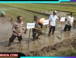 Tiga Pilar di Sidoarjo Kompak Dukung Ketahanan Pangan Nasional Lewat Penanaman Padi Serentak