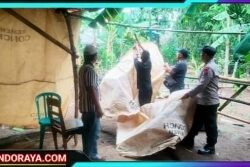 Polisi Bongkar Arena Perjudian Sabung Ayam di Ngronggot Nganjuk