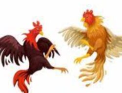 Maraknya Perjudian Sabung Ayam di Wilayah Hukum Polsek Prambon, Diduga APH Setempat Tutup Mata !!