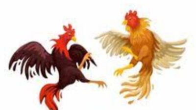 Maraknya Perjudian Sabung Ayam di Wilayah Hukum Polsek Prambon, Diduga APH Setempat Tutup Mata !!