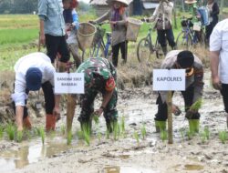 Gelar Tanam Padi, Serentak Wujud Nyata Kodim 1002/HST Dukung Sektor Pertanian