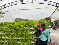 Bentuk Nyata Kemanunggalan, Babinsa Aktif Dampingi Petani Sayur