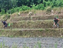 Babinsa Desa Olakalen Dan Petani Bersinergi, Kejar Musim Tanam Padi Dua Kali Setahun di Wilayah Selorejo