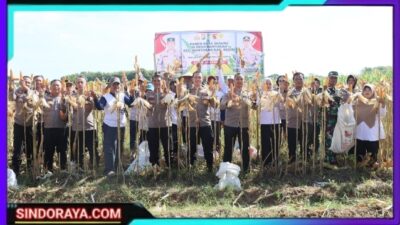 Polres Kediri Kota Bersama Warga Tani Panen Raya Jagung, Wujud Nyata Dukung Swasembada Pangan