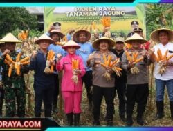 Polres Pelabuhan Tanjung Perak Panen Raya Jagung Tahap 7, Perkuat Ketahanan Pangan Menuju Indonesia Emas
