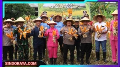 Polres Pelabuhan Tanjung Perak Panen Raya Jagung Tahap 7, Perkuat Ketahanan Pangan Menuju Indonesia Emas