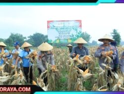 Dukung Ketahanan Pangan, Polres Bangkalan Bersama 3 Pilar Panen Jagung Tahap Kedua