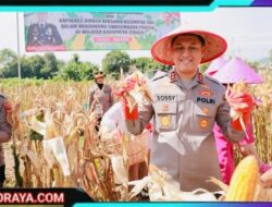 Gelorakan Swasembada Pangan Kapolres Jember Ikut Panen Raya dan Tanam Jagung di Lojejer