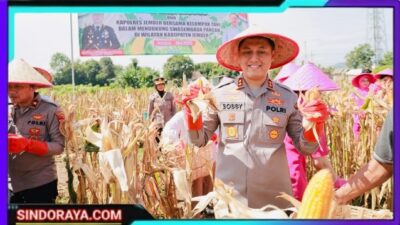 Gelorakan Swasembada Pangan Kapolres Jember Ikut Panen Raya dan Tanam Jagung di Lojejer