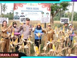 Dukung Ketahanan Pangan Kapolres Sumenep Bersama Forkopimda Panen Jagung Bersama di Desa Ellak Daya