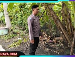 Optimalisasi Lahan Perkarangan, Polsek Prambon Dukung Ketahanan Pangan Warga