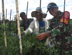 Pengambau Hilir Luar Berpotensi, TMMD Hadirkan Sinergi dengan Petani Cabe