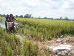 Wujud Kepedulian, Anggota Satgas TMMD Bantu Petani Angkut Hasil Panen di Haruyan