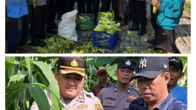 Adakan Panen Jagung Dalam Rangka Sukseskan Ketahanan Pangan, Kapolsek Kenjeran Dapat Apresiasi Dari Tomas RH RODIAN MS