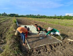 Dukung Hanpangan Wilayah Babinsa Pusaka Dampingi Petani Semai Benih Padi