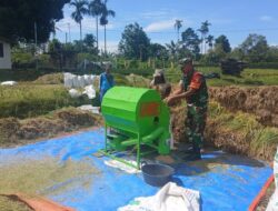 Dampingi Panen Padi, Babinsa Sumberdiren Pastikan Produksi Padi Di Wilayah Garum Terus Meningkat