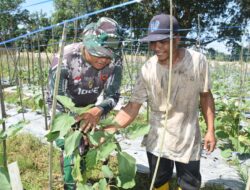 Satgas TMMD Kodim 1002/HST Bantu Petani Panen Tomat di Pengambau Hilir Luar