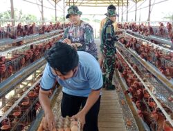 Satgas TMMD ke-124 Kodim 1002/HST Bantu Panen Telur di BUMDes Pengambau Hilir Luar