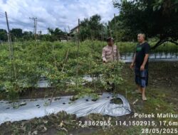 Sosialisasikan Program, Pemanfaatan Pekarangan Bergizi di Wilkum Polsek Maliku