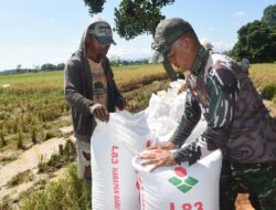 Satgas TMMD, ke-124 Kodim 1002/HST Bantu Petani Panen Padi di Lokasi Pembangunan Jalan Pengambau Hilir Luar
