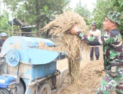 Tunjukkan Kepedulian, Anggota Satgas TMMD Bantu Warga Rontok Padi Sebelum Bekerja Haruyan, Hulu Sungai