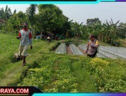 Polsek Ngronggot Dorong Ketahanan Pangan Lewat Pemanfaatan Lahan Cabe di Dadapan