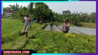 Polsek Ngronggot Dorong Ketahanan Pangan Lewat Pemanfaatan Lahan Cabe di Dadapan