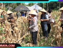 Polres Malang Panen Raya Jagung, Dukung Ketahanan Pangan Nasional